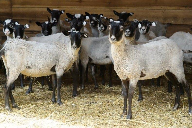 ᐉ разведение овец: лучшие породы для домашнего разведения - zooon.ru