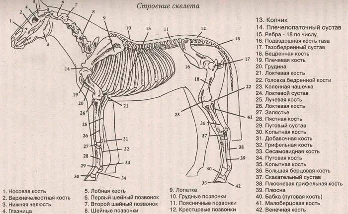 Анатомия лошади — строение скелета, количество костей, череп