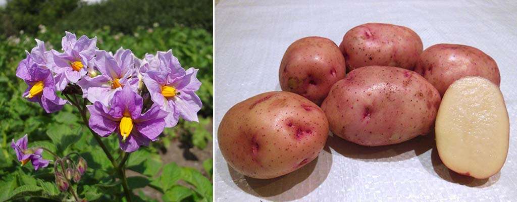 Картофель жуковский ранний: описание сорта, характеристика и особенности выращивания