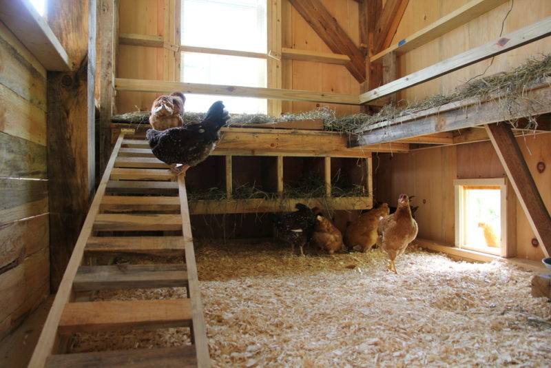 Комфортные условия содержания домашних кур – это правильно обустроенный курятник