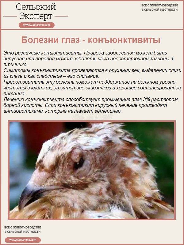 Современное птицеводство в мире - болезни перепелов и профилактика заболеваний