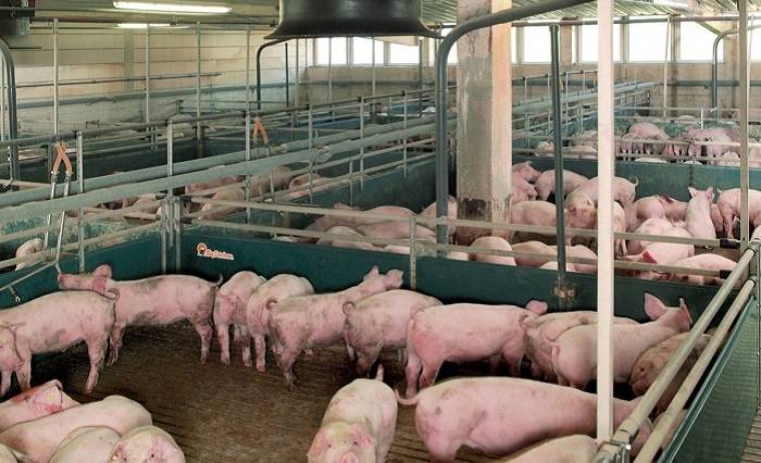 Откорм свиней на мясо — agroxxi