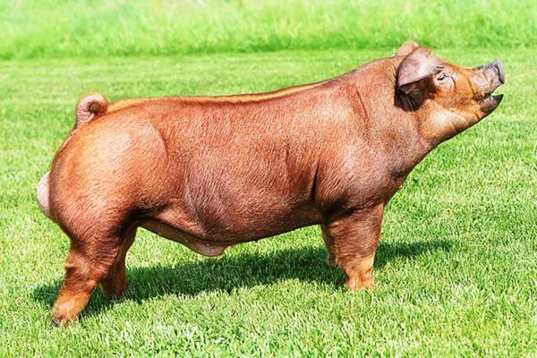 Порода свиней йоркшир: описание и характеристики