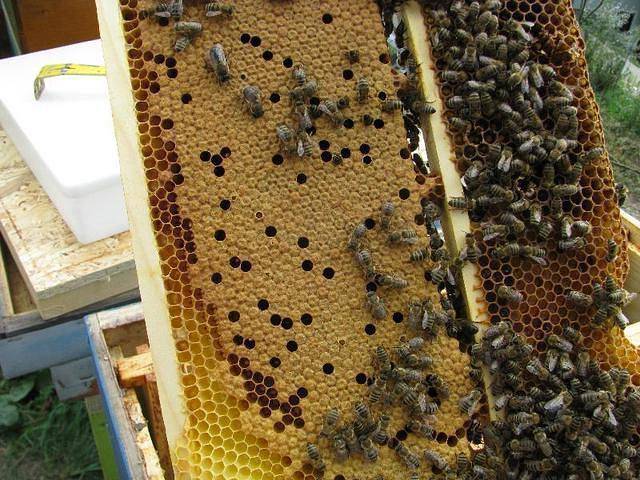 Среднерусская пчела — объясняем подробно