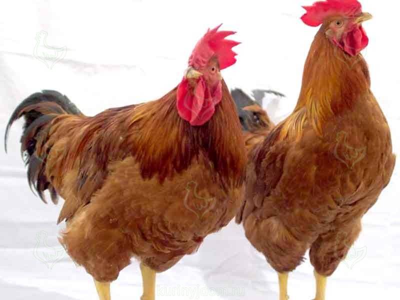 Универсальные куры для яиц и мяса — описание породы редбро