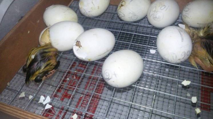 Когда гуси садятся на яйца и сколько дней высиживают, особенности насиживания
