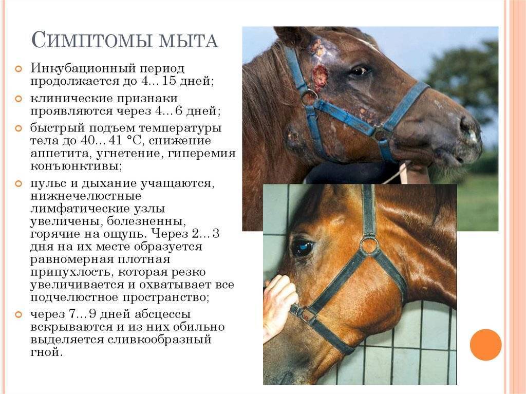 Случная болезнь лошадей: причины, диагностика, лечение  — vkmp