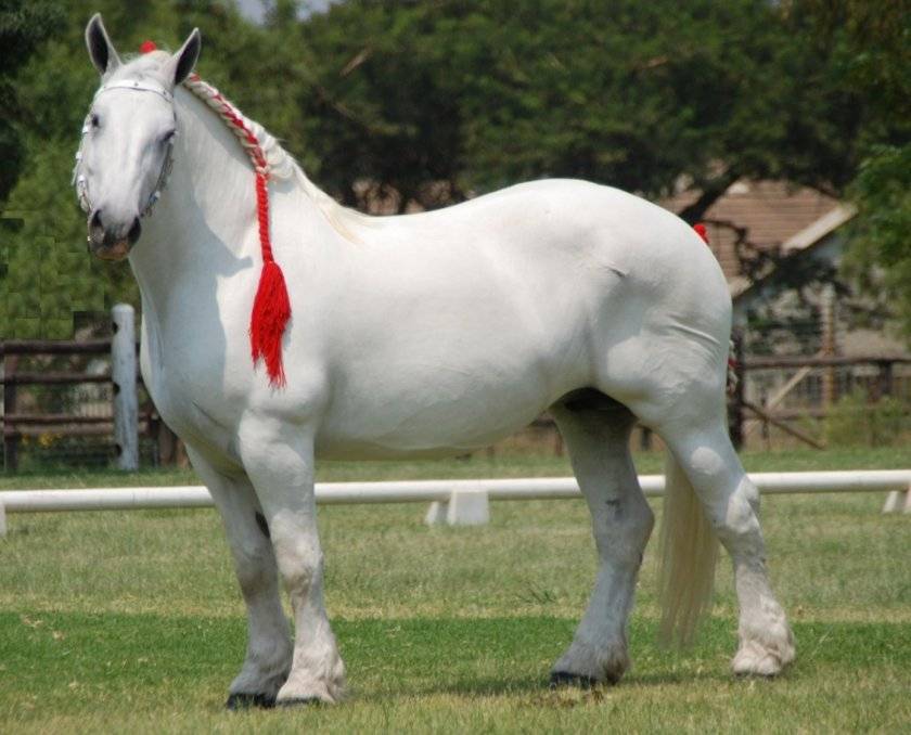 Лошадь породы першерон: фото, описание, характеристика — selok.info