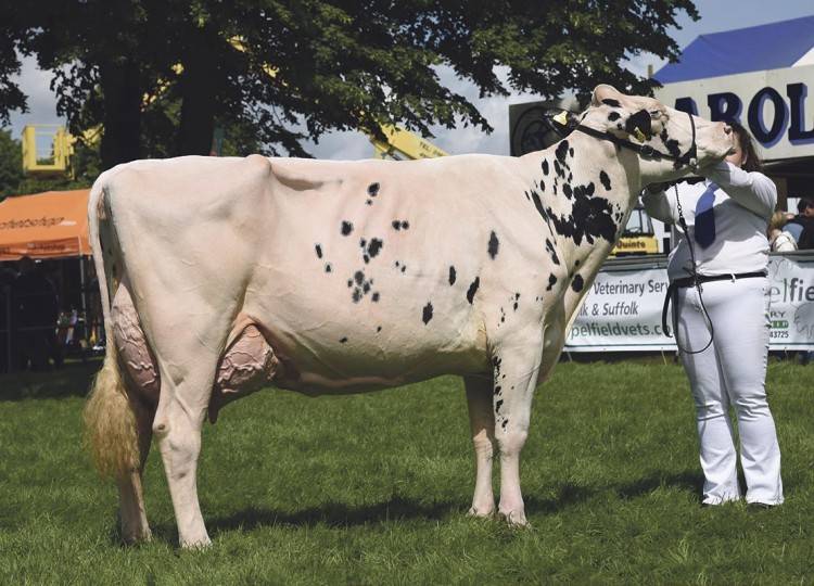 Голштинская порода коров и быков: характеристика фризского крс