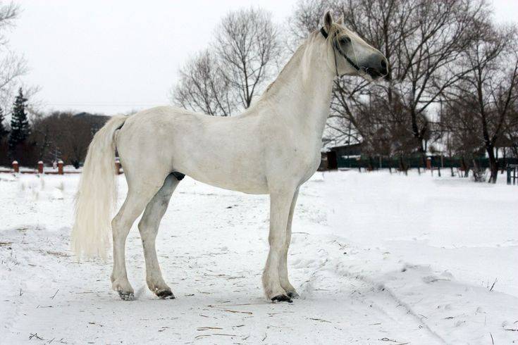 Почему орловскую породу лошадей называют символом возрождающейся россии?