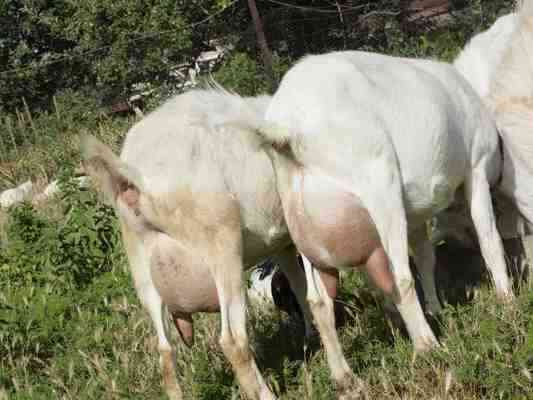 Породы коз с фотографиями и названиями: обзор молочных, пуховых, шерстяных, мясных, молочно-мясных видов