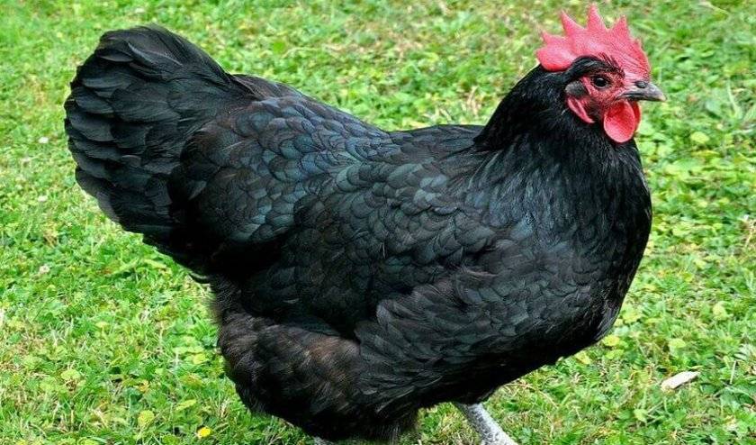Австралорп порода кур: описание с фото и (черный и черно-пестрый)