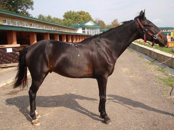 Кабардинская порода лошадей: характеристика, масти, внешний вид, фото и описание