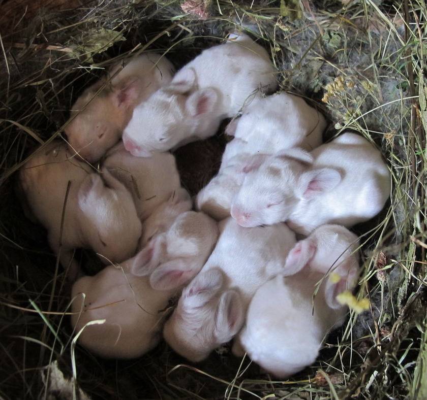 Сколько длится беременность у кроликов ? : признаки беременности у кроликов, поведение крольчихи перед окролом