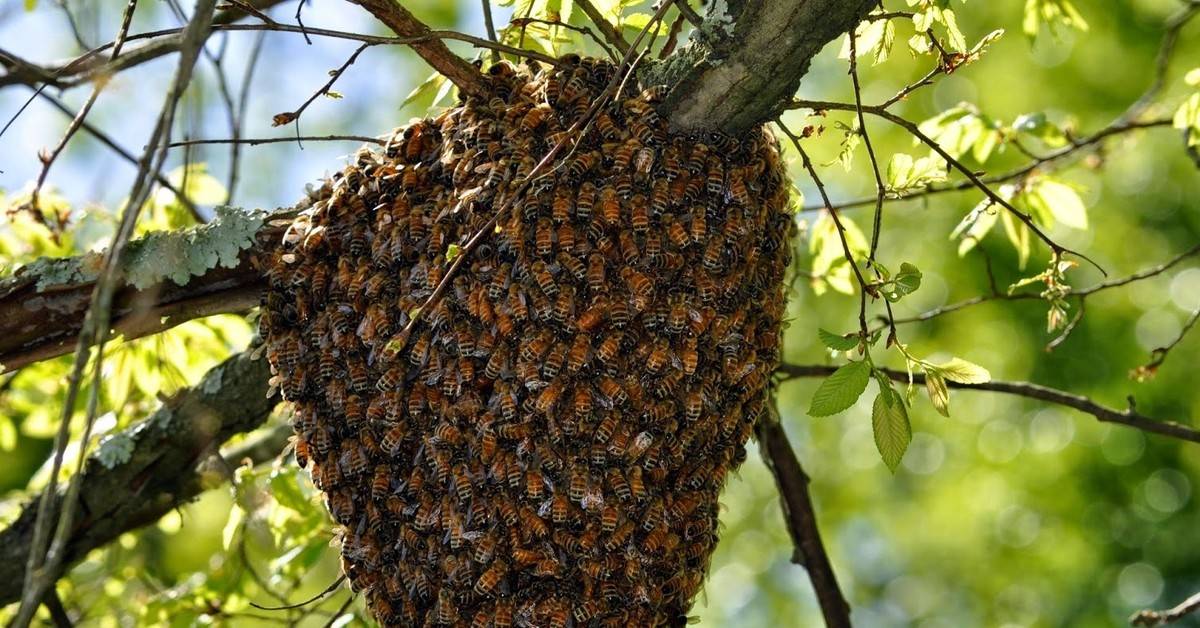 Описание и характеристика диких пчел, где они живут и как поймать