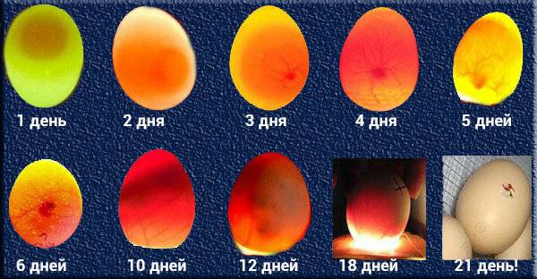 Как происходит развитие цыпленка в яйце?
