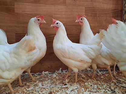 Лучшие яичные породы кур: описание и фото