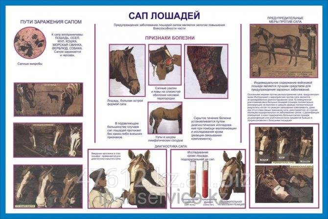 Болезни лошадей (инфекционные, незаразные) — симптомы и лечение