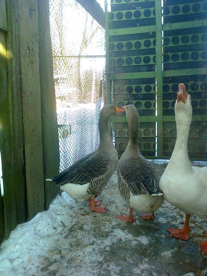 Содержание и выращивание гусей в домашних условиях