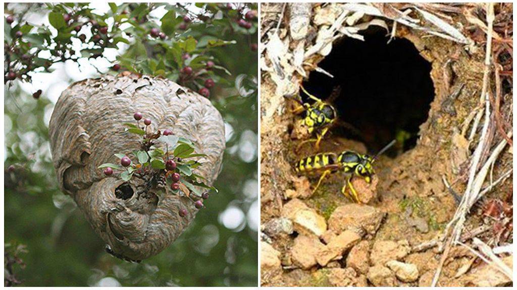 Как избавиться от диких пчел на дачном участке, в стене и под полом дома? чем вывести пчел из дома?