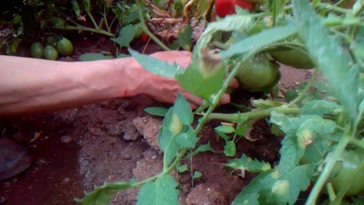 Посев помидоров под зиму двумя способами