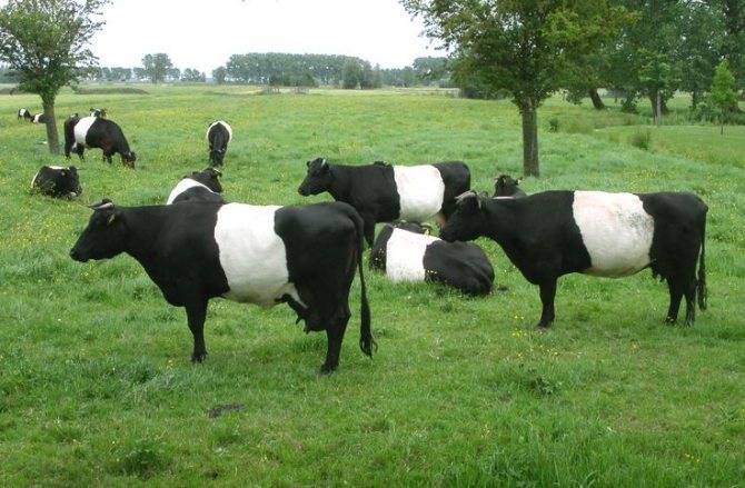 Коровы голштинской породы, голштинская корова характеристика, голландский бычок