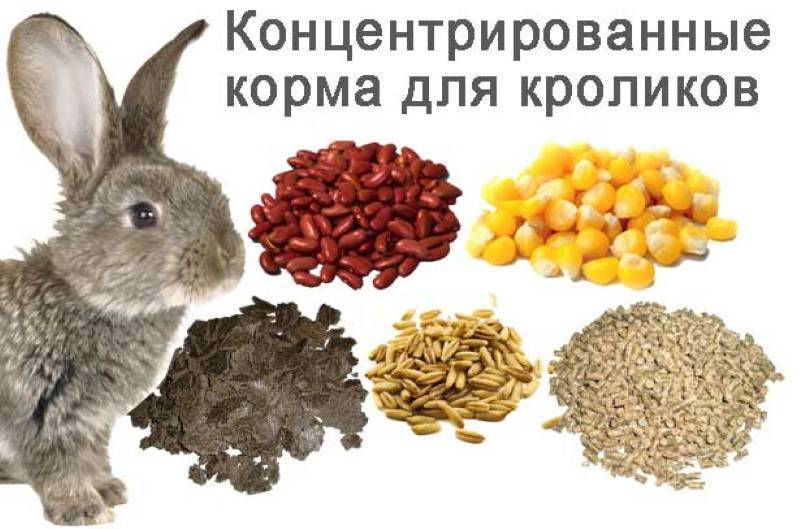ᐉ можно ли давать кроликам пшеницу? - zooon.ru
