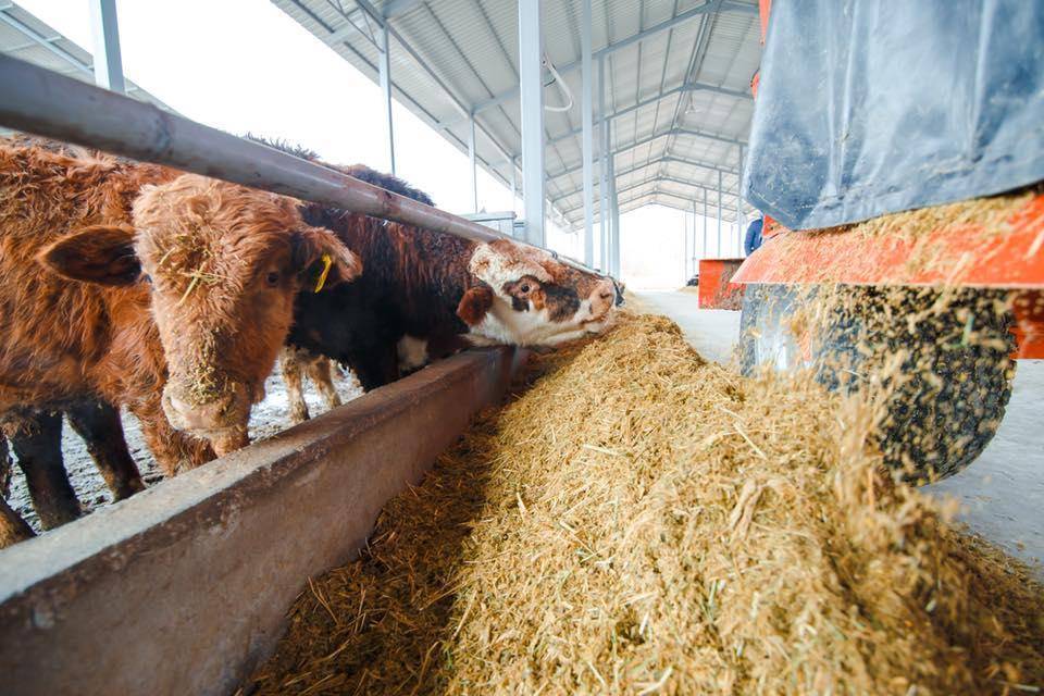 Откорм бычков мясных пород в домашних условиях: содержание, эффективный рацион кормления, видео