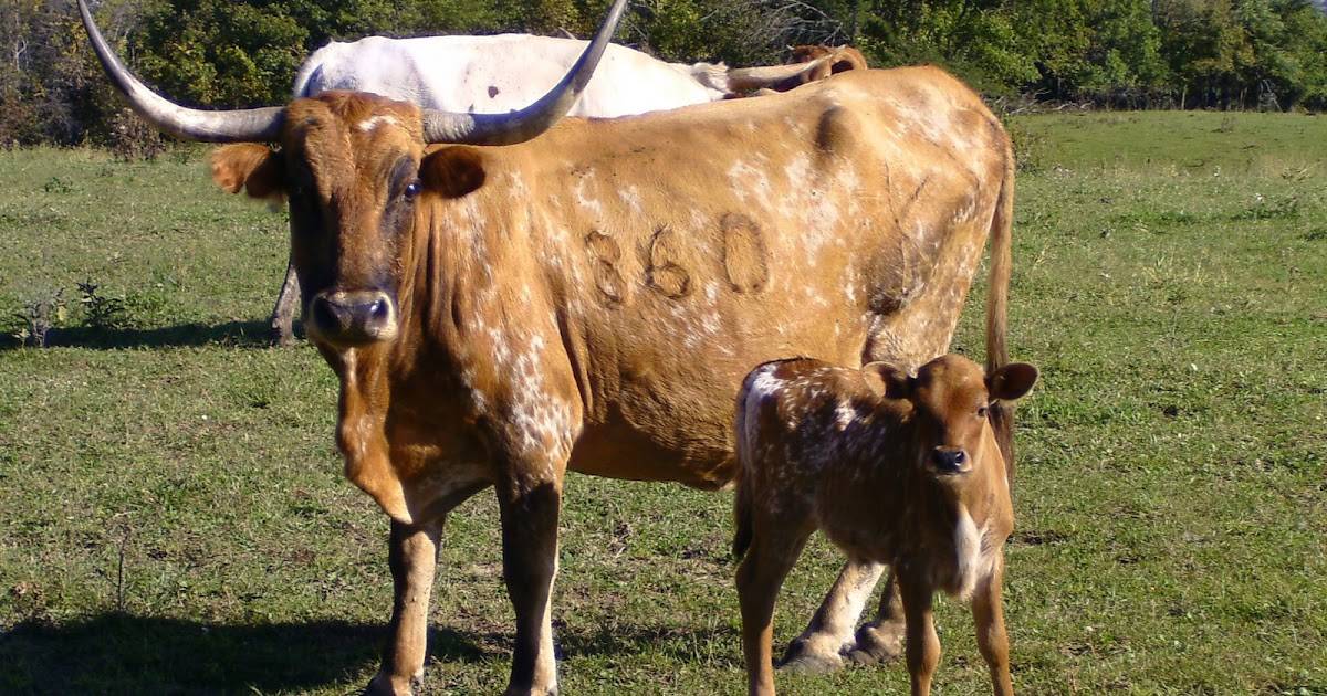 Кормление сухостойных коров: как составить рацион правильно ао "витасоль"