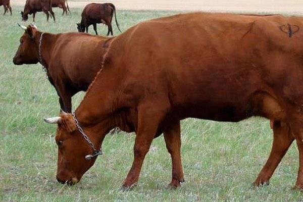 Красная степная корова: описание породы, характеристики