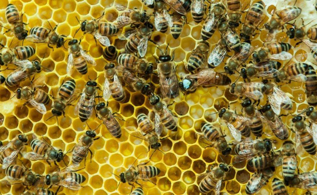 Среднерусская пчела или среднерусская порода пчел