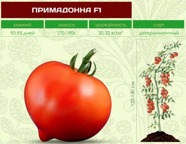 Томат примадонна – характеристика и описание сорта, фото, урожайность, отзывы овощеводов