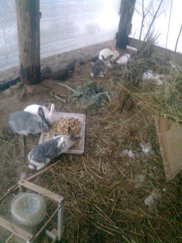 Содержание кроликов зимой на улице — кормление и необходимые условия