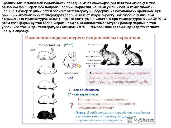 Скрещивание кроликов разных пород: виды, выбор породы, особенности