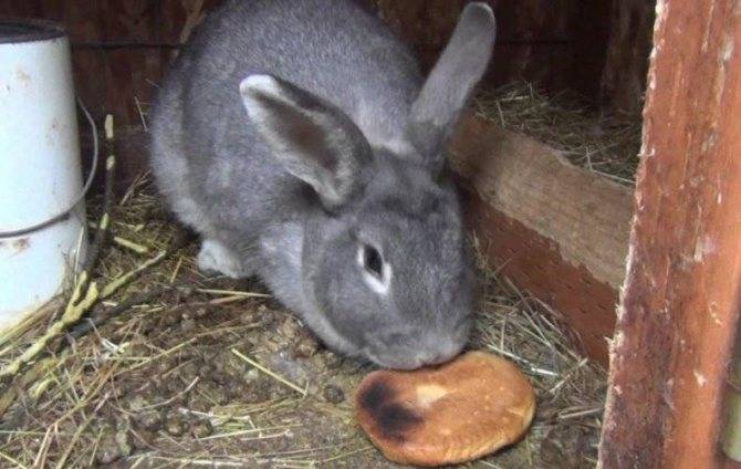 Можно ли давать кроликам хлеб или сухари