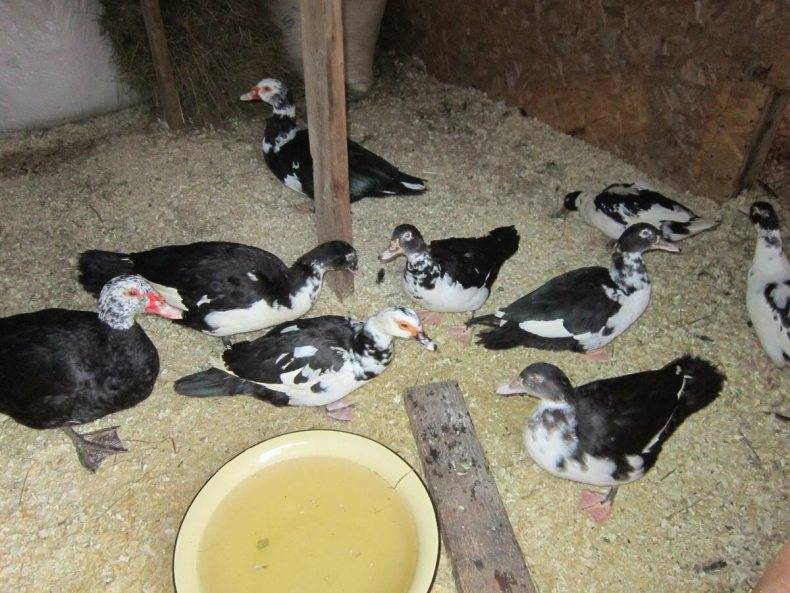 Мускусные утки: разведение индоуток в домашних условиях