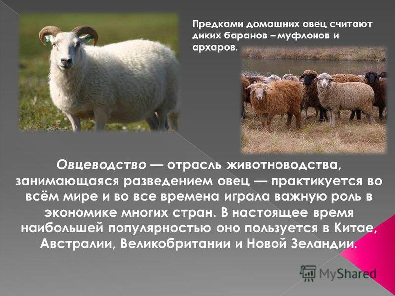 Мясные породы овец с фото и описанием для разведения в россии