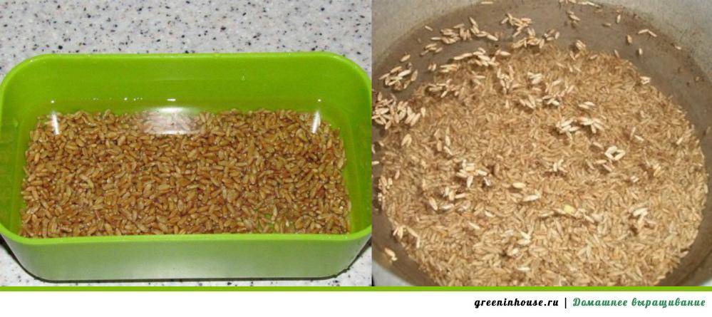 Как прорастить пшеницу для самогона в домашних условиях