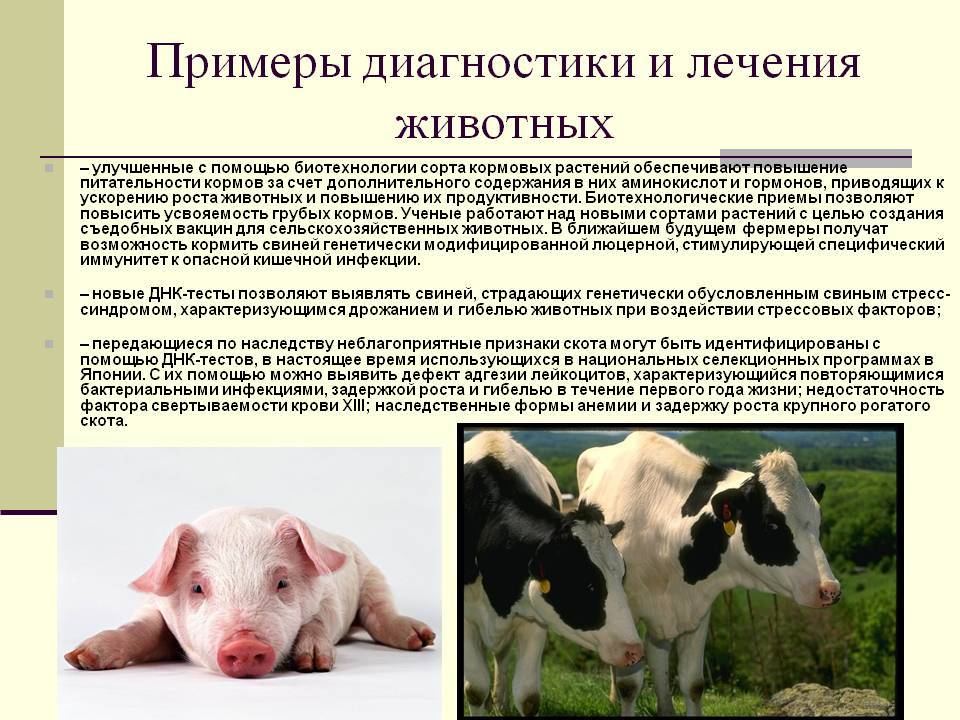 Витамины для свиней: их виды, особенности и советы по применению ао "витасоль"