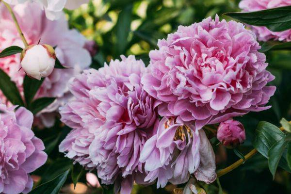 Правила ухода за пионами для пышного цветения: 6 простых секретов