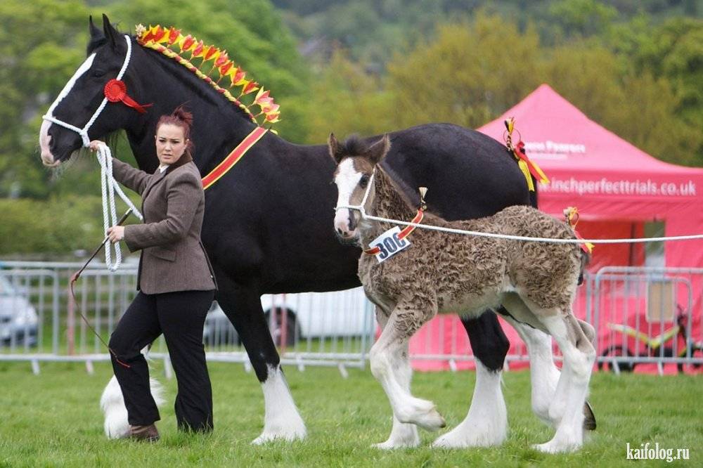 Самые крупные лошади в мире: породы и представители