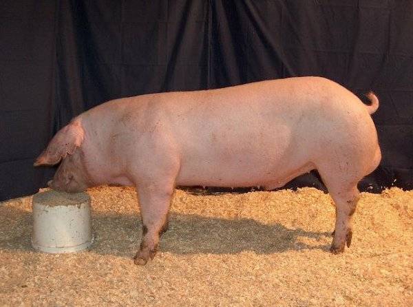 Кармал – гибридная свинья