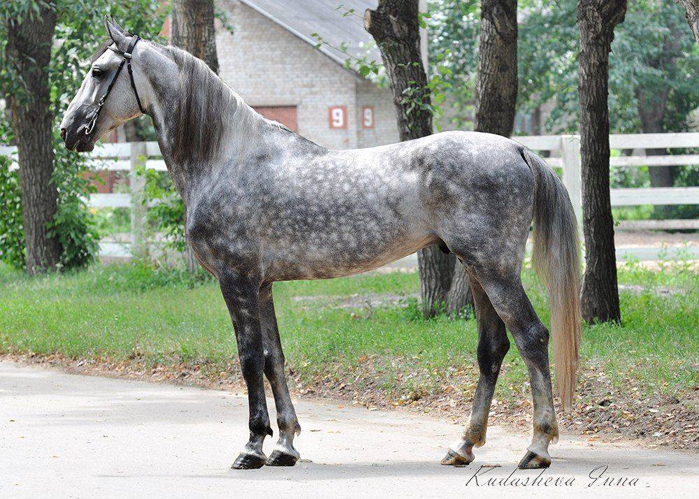 Рысистые породы лошадей: название, описание и фото