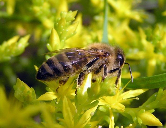 Описание серой горной кавказской породы пчел, отзывы пчеловодов