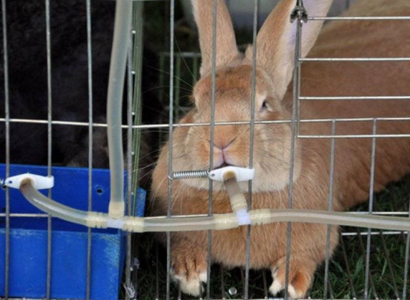 Содержание кроликов зимой: чем кормить кроликов зимой, поение