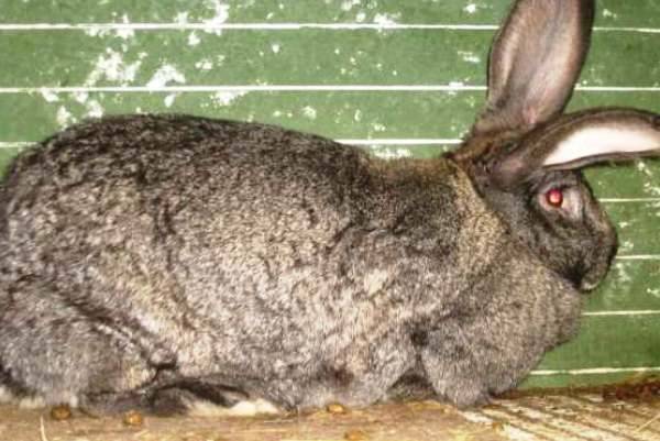 Кролики породы ризен с фото и видео