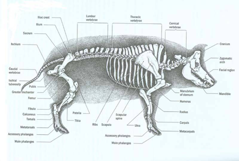 Строение коровы с описанием: анатомия скелета и внутренних органов