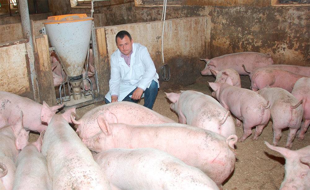 Рентабельность свиноводства в домашних условиях: нюансы, выгода