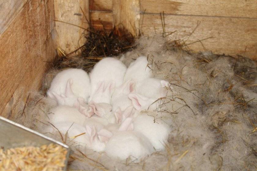 Сколько длится беременность у кроликов - petnaobed.ru