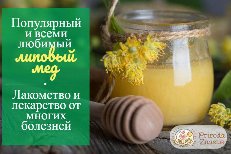 Эвкалиптовый мед из абхазии: полезные свойства, применение | начинающему пчеловоду